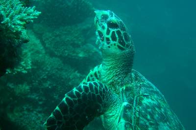 Turtle in Zanzibar